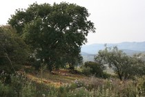 Vegetación durante la ruta