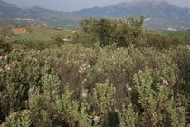 Vegetación durante la ruta