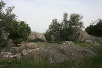 Olivos entre piedras