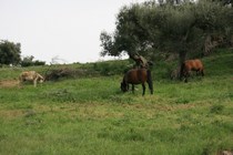 Caballos pastando junto al Pantano